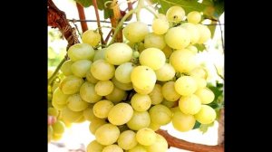 ЛОРА (ФЛОРА) СОРТ ВИНОГРАДА ОБЗОР