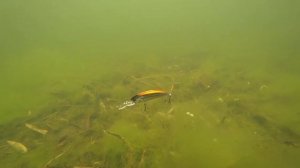 Видеообзор воблера DUO Spearhead Ryuki 50MDF по заказу Fmagazin