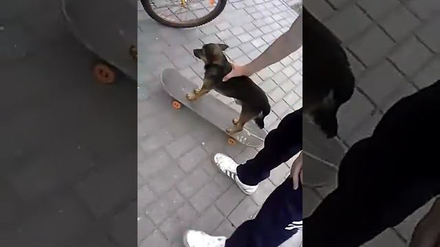 Собака на скейте !!! смотреть онлайн