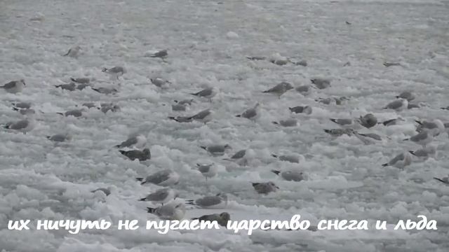 Царство снега и льда смотреть онлайн