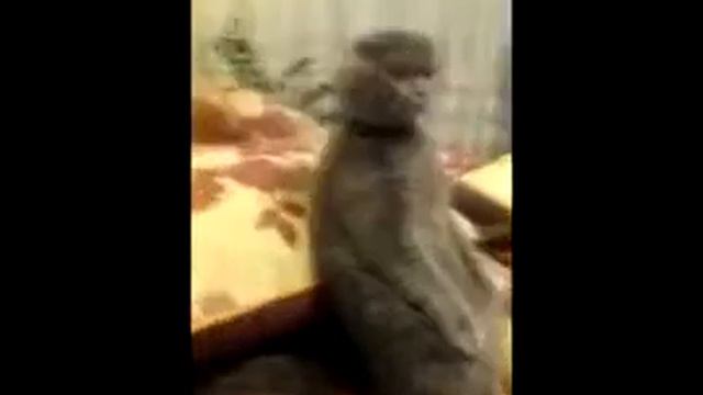 Кот смотрит телевизор смотреть онлайн