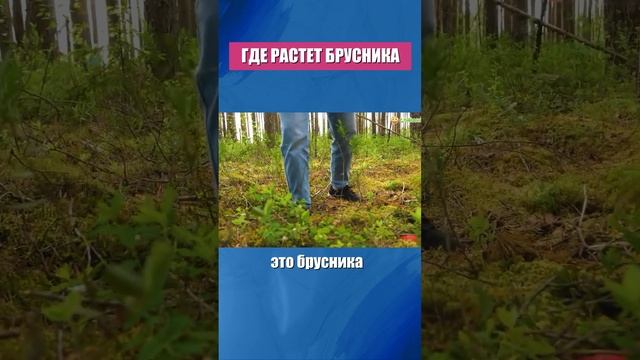 Как готовить бруснику смотреть онлайн