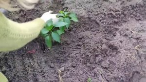 Сажаем сладкий перец в открытый грунт/Почему по два в лунку?
