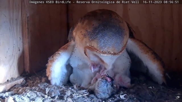 ГОДУЄМО. СИПУХА. РІТ-ВЕЛЛ. ЕБРО. ІСПАНІЯ 16-11-23-BARN OWL. RESERVA RIET VELL. DELTA DEL EBRO. SPAI