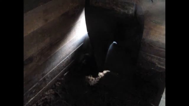 Вьетнамские вислобрюхие свиньи !!!! Содержание . смотреть онлайн