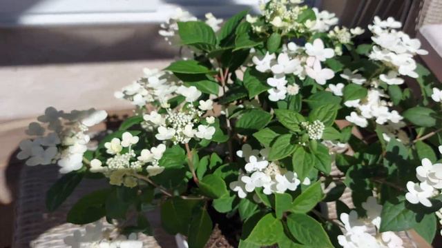 L' HORTENSIA PANICULE POLESTAR EST LE PLUS PRECOCE DES HORTENSIAS ARBUSTIFS ! смотреть онлайн