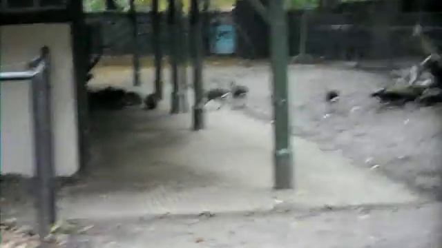 тапиры в зоопарке амстердамма смотреть онлайн