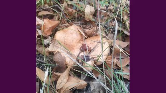 грибы дуньки (свинушки) / mushrooms смотреть онлайн