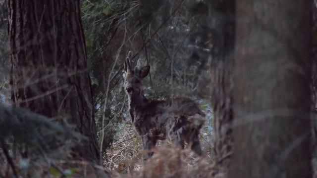 Hallerbos 2 maart 2017 смотреть онлайн