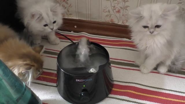 Фонтанчик для котиков из парогенератора смотреть онлайн