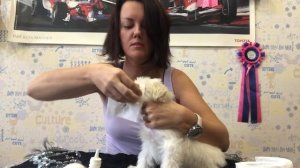 Обработка глаз мальтезе