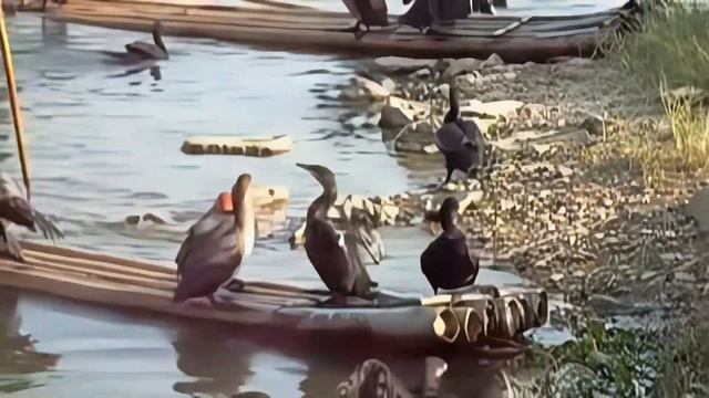 Guangfeng Cormorant catching fishes for the master (2007) смотреть онлайн
