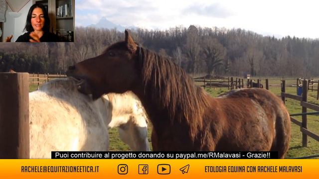 Equin(d)i? La Comunicazione Del Cavallo Con La Dott.ssa Malavasi #10 Emozioni