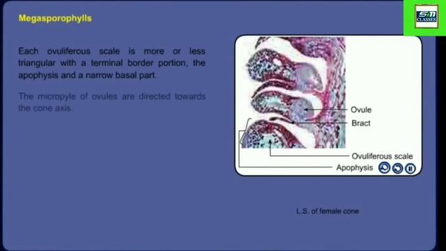 Pinus Male and Female Cone/Pollination/Fertilization смотреть онлайн