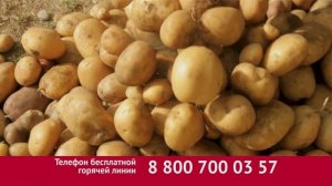 Табу® ТРИО от болезней, колорадского жука, проволочника и погодных стрессов