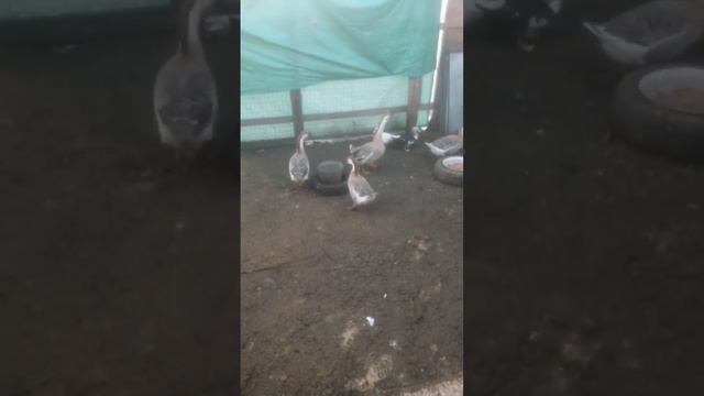 Что не делается, всё к лучшему./Хороший петух Федя. смотреть онлайн