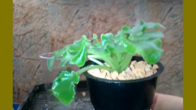 Посадка в Серамис пасынков на укоренение. Irish Flirt смотреть онлайн