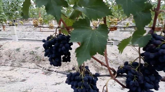 Виноград в Беларуси. Чарли. ( Антрацит). смотреть онлайн