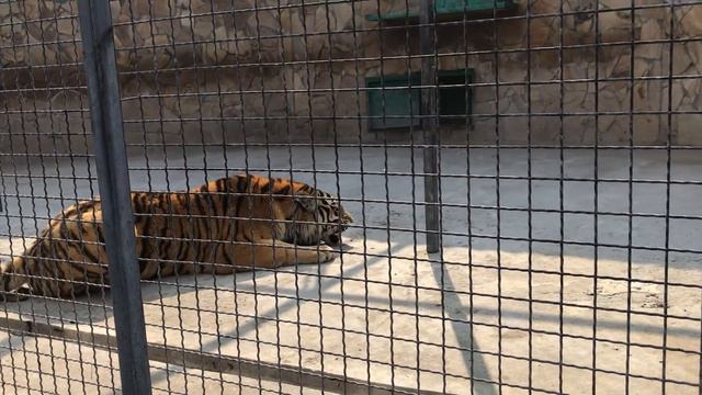 Тигрица с характером!