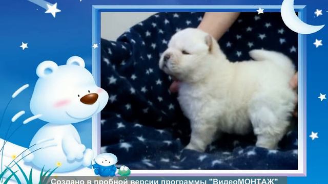 белые медведи смотреть онлайн