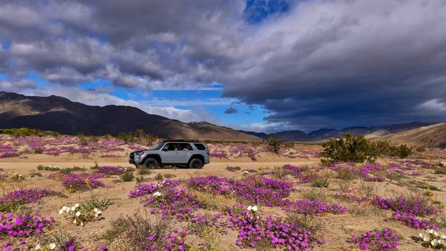 Anza Borrego Spring Flowers March 2023 смотреть онлайн