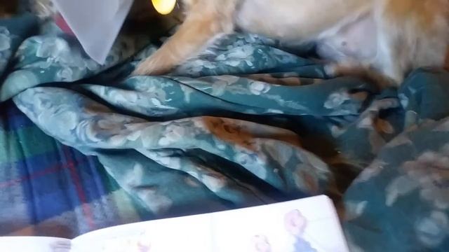 Reading Fancy Nancy Tea for Two to Baby смотреть онлайн