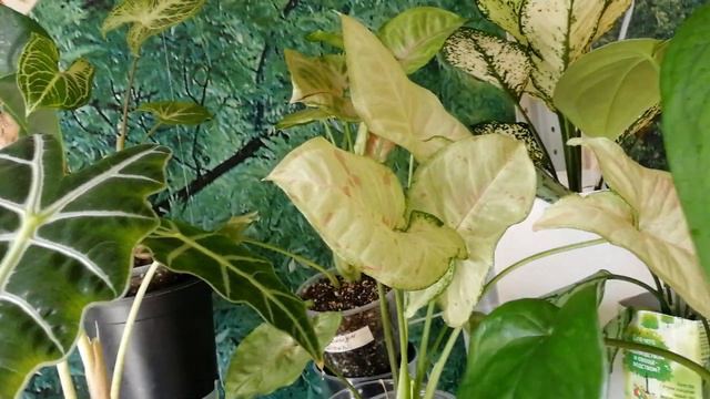 Будни цветовода. смотреть онлайн