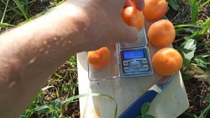 14.07.2022г.Абрикос Сильвер Кот (Sylver Cot).