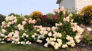 Proven Winners Hydrangea Quick Fire Fab beautiful soft pink and How to landscape the side yard