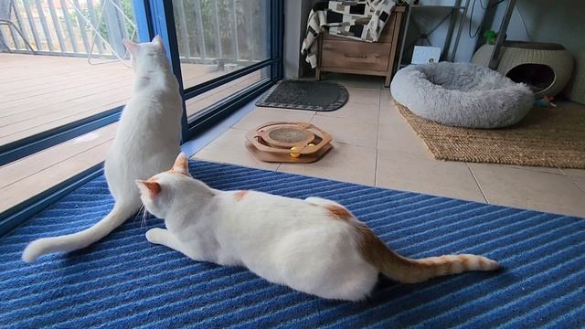 Видят чужака, который прячется на лестнице. Когда он уходит, Страшила ищет его в других окнах. смотреть онлайн