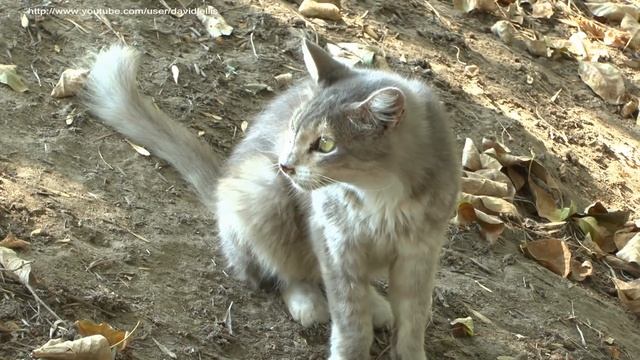 Feline Fun - Our special visit to the Cat House on the Kings смотреть онлайн