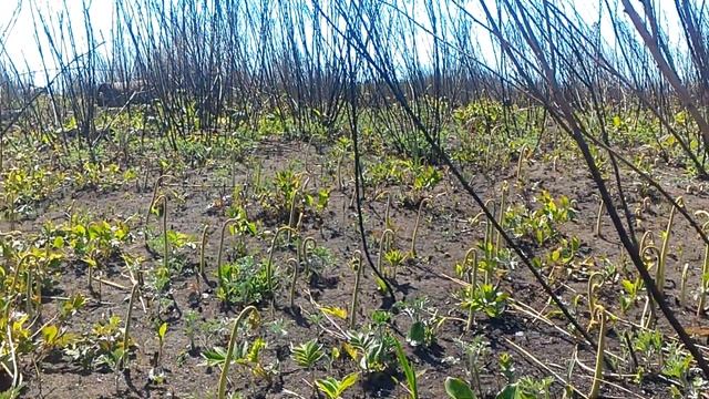 Папоротник орляк смотреть онлайн