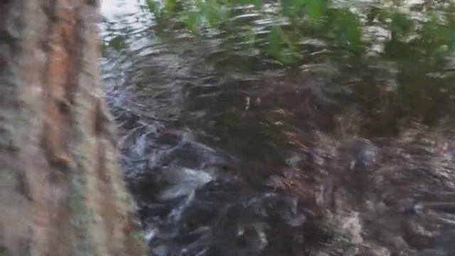 Плотва на нересте. Красивые кадры. смотреть онлайн