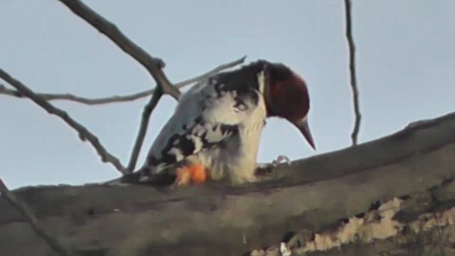 БЕЛОСПИННЫЙ ДЯТЕЛ ВНОВЬ НА ЗНАКОМОМ ДЕРЕВЕ С "БАРАБАННОЙ" ДРОБЬЮ смотреть онлайн