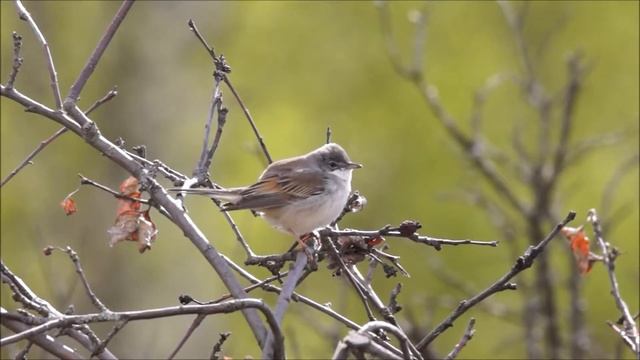 Серая славка (Sylvia communis) смотреть онлайн