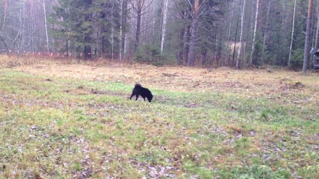 Варыш на медведе 1 смотреть онлайн