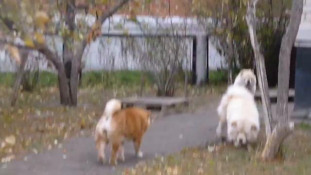 чау-чау. БОНЯ,ВАНЯ И ЗАРИНА, смотреть онлайн