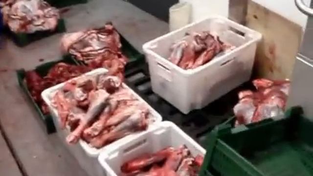 Убой северного оленя на Чукотке 3 смотреть онлайн