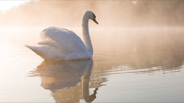 Счастье сердце мне переполнило - красивая музыка (4K) смотреть онлайн