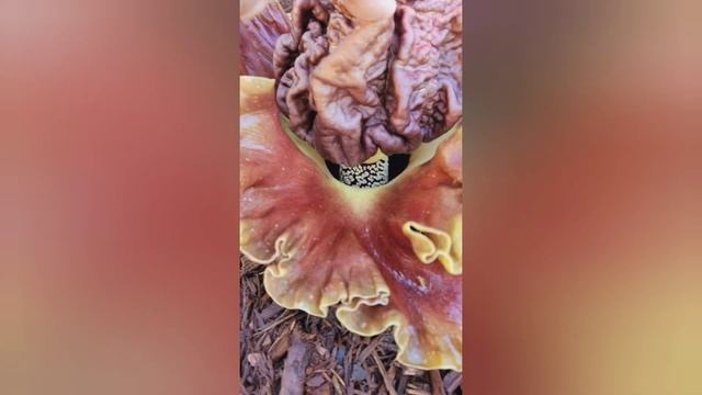 Amorphophallus Paeoniifolius flower. смотреть онлайн