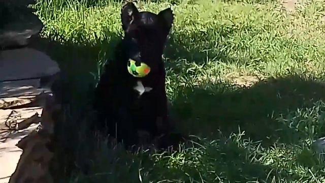 Кане корсо щенок Роскошный барон смотреть онлайн