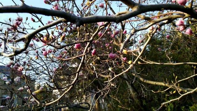 "Тюльпановое дерево". МАГНОЛИЯ Суланжа в цвету. Сочи 2020. 4к. смотреть онлайн