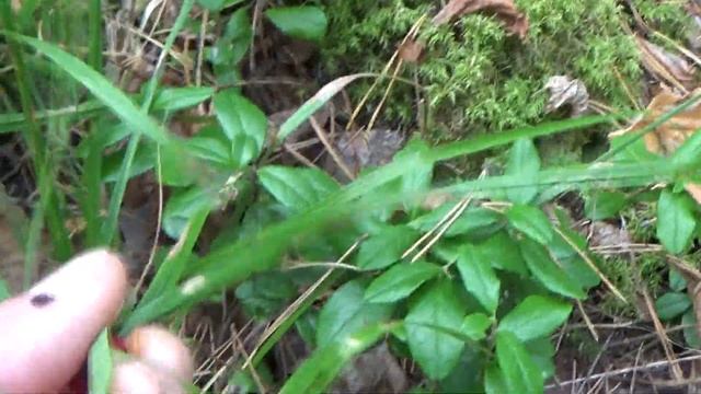 оз.Тургояк -- остров Веры,туда и обратно смотреть онлайн