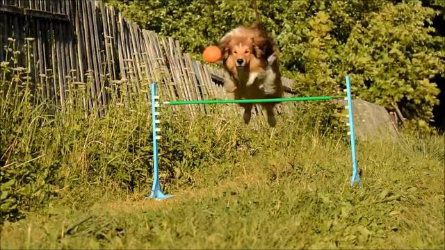 Джилрой. Летние упражнения аджилити. смотреть онлайн