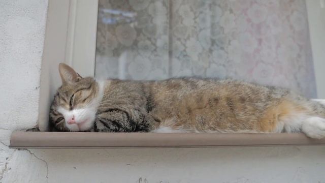 Муж вышел на пенсию, сидит дома, но по хозяйству не помогает. Хочу развестись, но квартира-то моя. смотреть онлайн