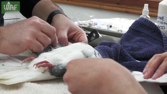 Pigeon given brand new wings after horrific act of cruelty... смотреть онлайн
