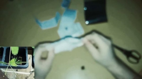 мимоза стыдливая из семян посадка Mimosa pudica (в домашних условиях)