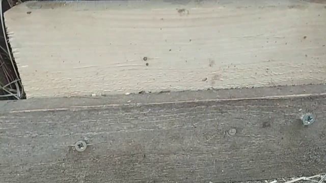 Мускусные утки// Размер гнезда// Что бы яйца были под уткой смотреть онлайн