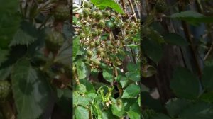 Ежемалина - гибрид ежевики и малины