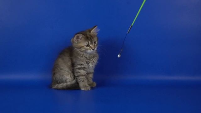 Siberian girl Rosalind Crown of Siberia, 2 months 8 days смотреть онлайн